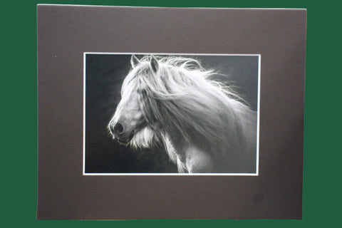 Genna Card Photography Wild Grace Horse Portrait