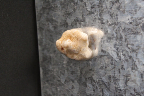 Petoskey Stone Magnet