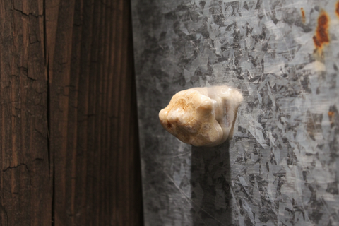 Petoskey Stone Magnet