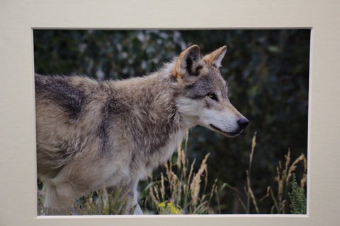 Genna Card Quiet Watcher Wolf Print