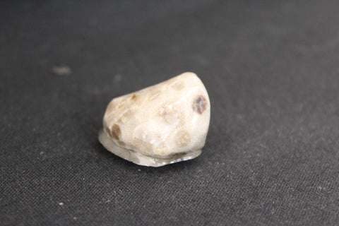 Petoskey Stone Magnet