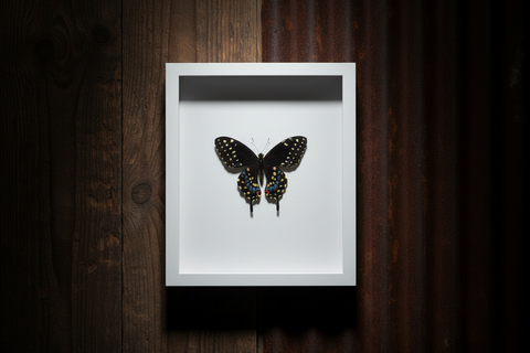 Swallowtail Heaven Card by Carol Schulte