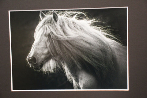 Genna Card Photography Wild Grace Horse Portrait