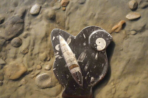 Orthoceras and Ammonite Sculpture Display Plate