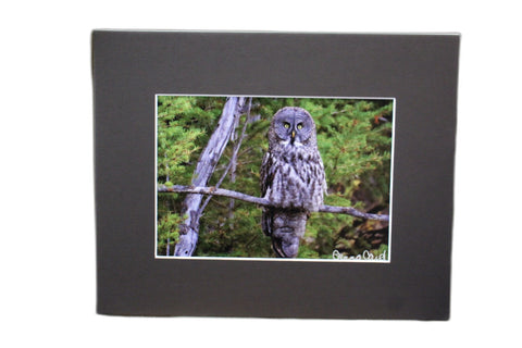 Genna Card Silent Watcher Owl Print