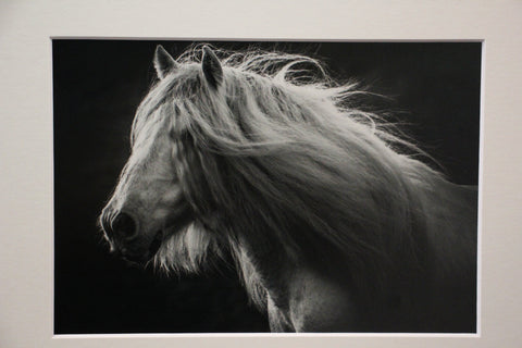 Genna Card Photography Silver Mane Whisper Horse in Profile