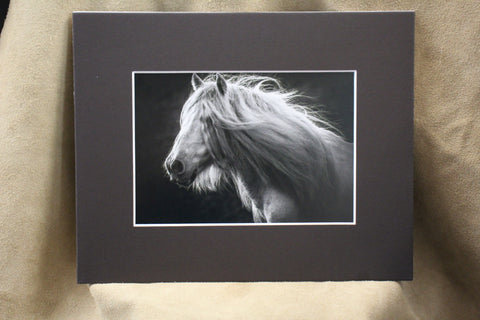 Genna Card Photography Wild Grace Horse Portrait