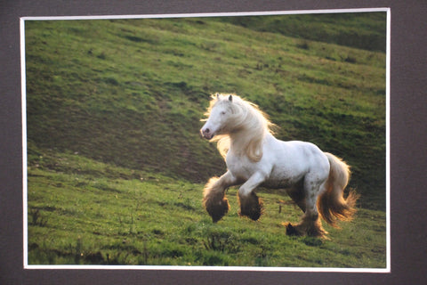 Genna Card Photography Highland Sprint Horse in Motion