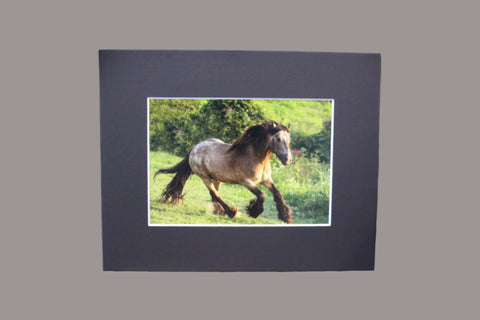 Genna Card Photography Meadow Burst Running Roan