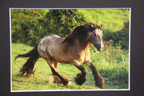 Genna Card Photography Meadow Burst Running Roan