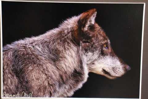 Genna Card Lone Gaze Wolf Print