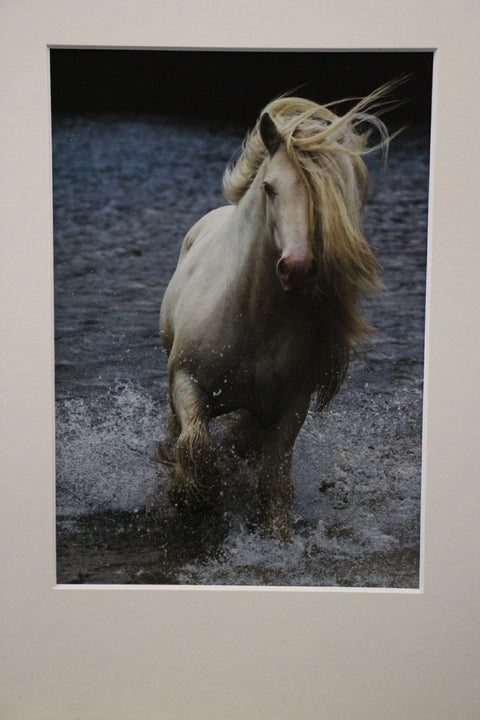 Genna Card Photography Dark Run Wild Horse on Sunlit Grass