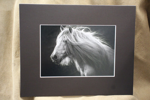 Genna Card Photography Wild Grace Horse Portrait