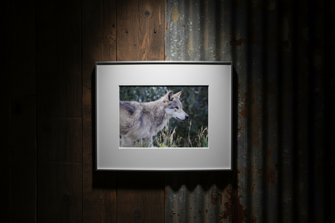 Genna Card Quiet Watcher Wolf Print