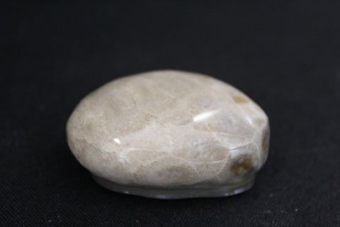Petoskey Stone Magnet