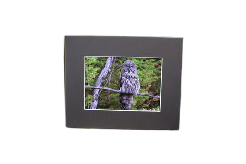 Genna Card Silent Watcher Owl Print
