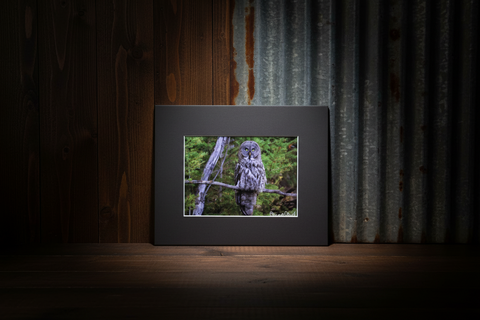 Genna Card Silent Watcher Owl Print