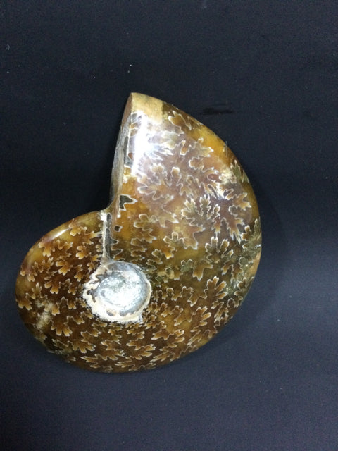 Madagascar Sutured Ammonite by Pirate Booty and Crystal Treasures