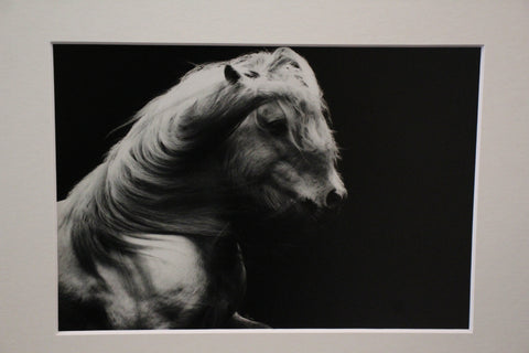 Genna Card Photography Wild Elegance