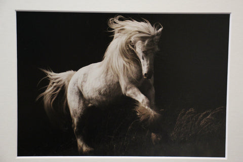 Genna Card Photography Moonrise Leap White Horse in Flight