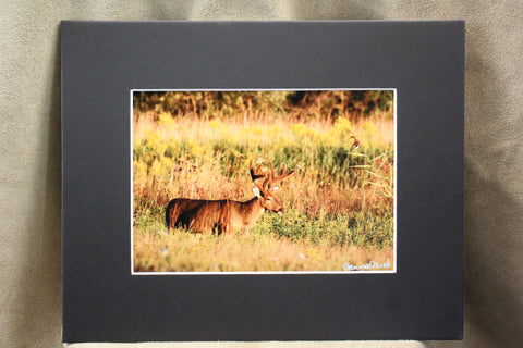Genna Card Autumn Meadow Buck Print