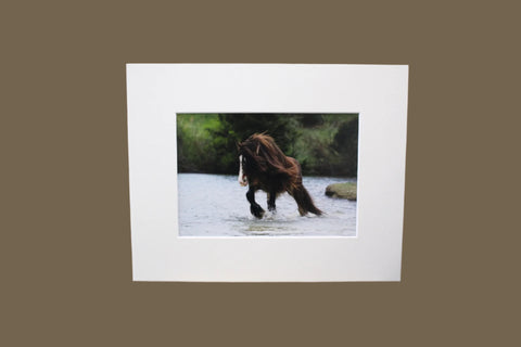 Genna Card Photography River Run Draft Horse Crossing