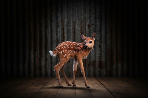 Fawn with Butterfly Photo Cork-Backed Coaster