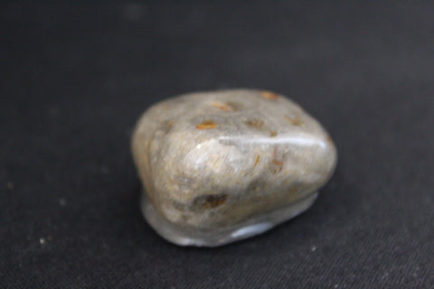 Petoskey Stone Magnet