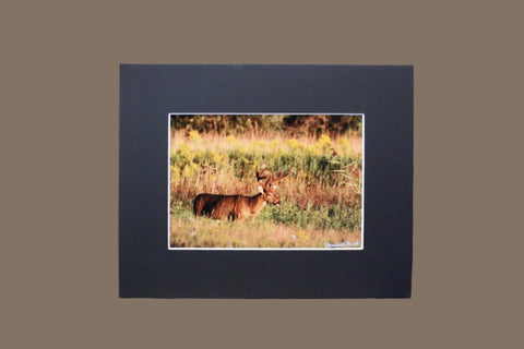 Genna Card Autumn Meadow Buck Print