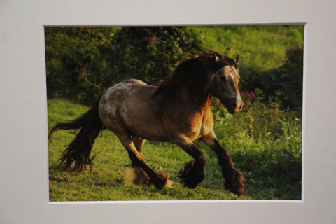 Genna Card Summer Gallop Highland photo