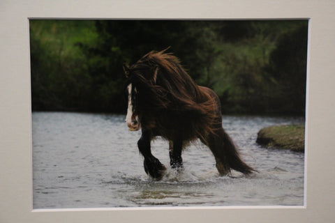 Genna Card Photography River Run Draft Horse Crossing