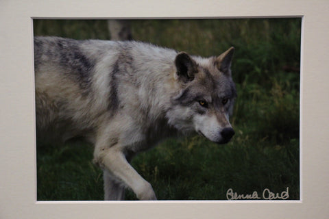Genna Card Silent Tracker Wolf Print