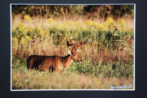 Genna Card Autumn Meadow Buck Print