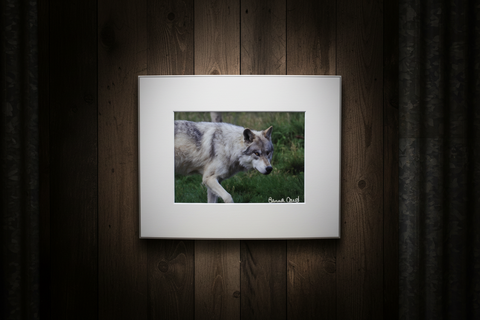 Genna Card Silent Tracker Wolf Print