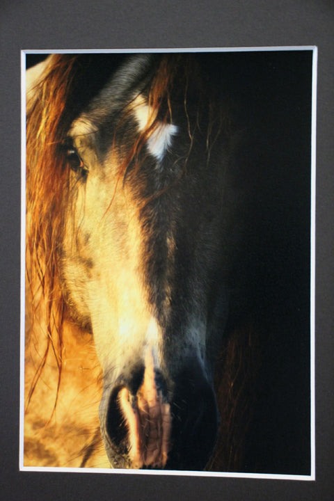 Genna Card Photography Ember Gaze Horse Close-Up