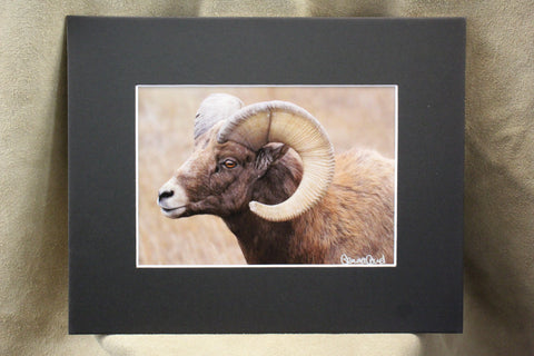 Genna Card Bighorn Majesty Wildlife Print