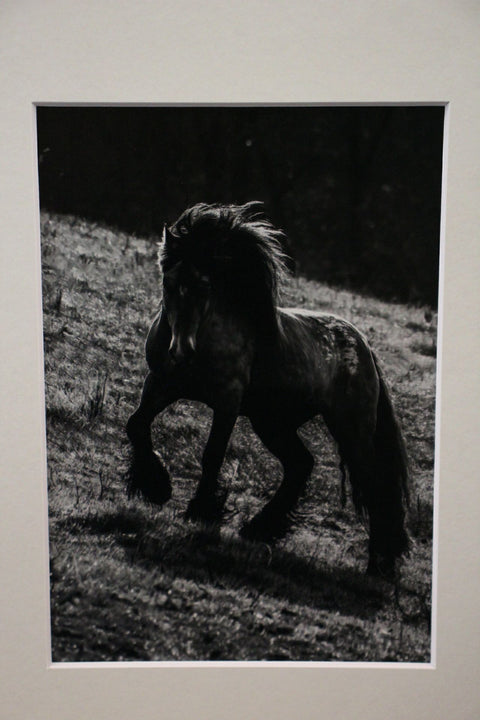 Genna Card Photography Iron Hill Grace Horse on the Slope