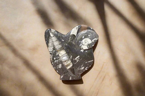 Orthoceras and Ammonite Sculpture Display Plate