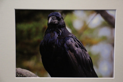 Genna Card Regal Raven Print