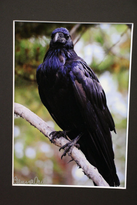 Genna Card Watchful Raven Print