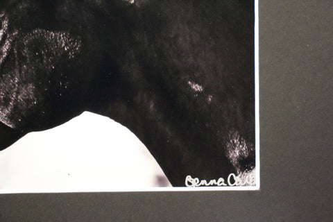 Genna Card Ebony Gaze Horse Portrait