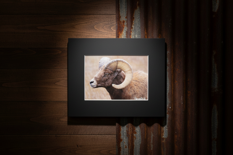 Genna Card Bighorn Majesty Wildlife Print