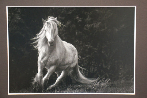 Genna Card Photography Forest Spirit White Horse Running