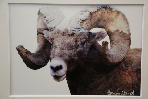 Genna Card Mountain Majesty Bighorn Print