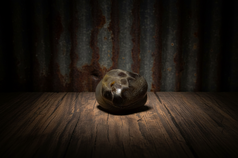 Petoskey Stone Magnet
