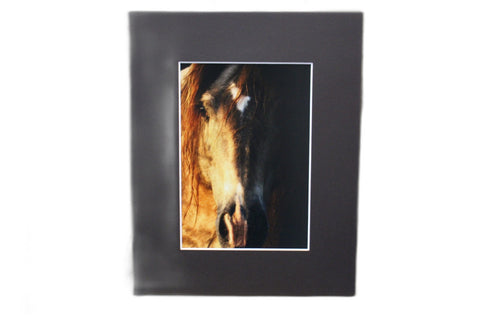 Genna Card Photography Ember Gaze Horse Close-Up