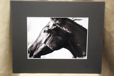 Genna Card Ebony Gaze Horse Portrait