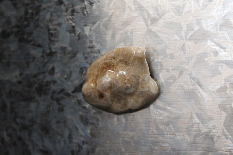Petoskey Stone Magnet