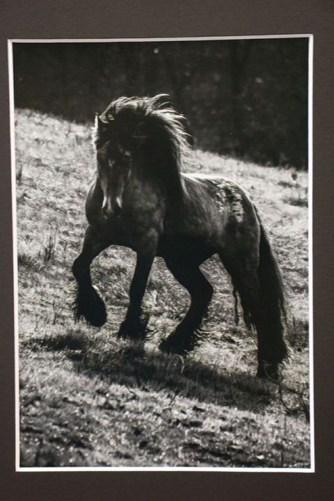 Genna Card Photography Midnight Charge Horse in Shadow