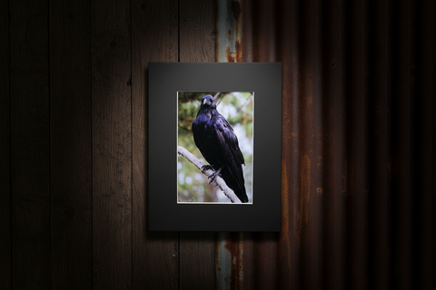 Genna Card Watchful Raven Print